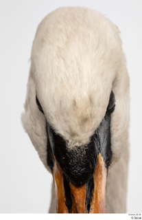 Mute swan head 0006.jpg